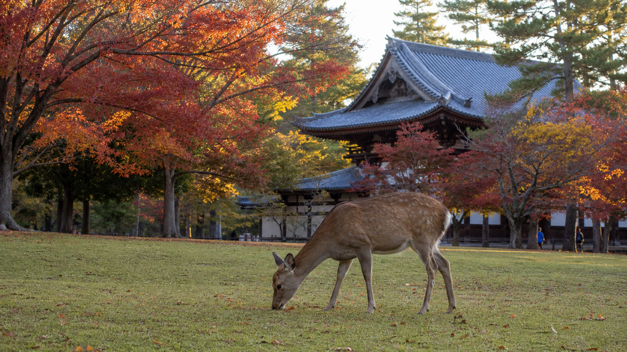 Deer grazing among the pines of Nara Park, Japan